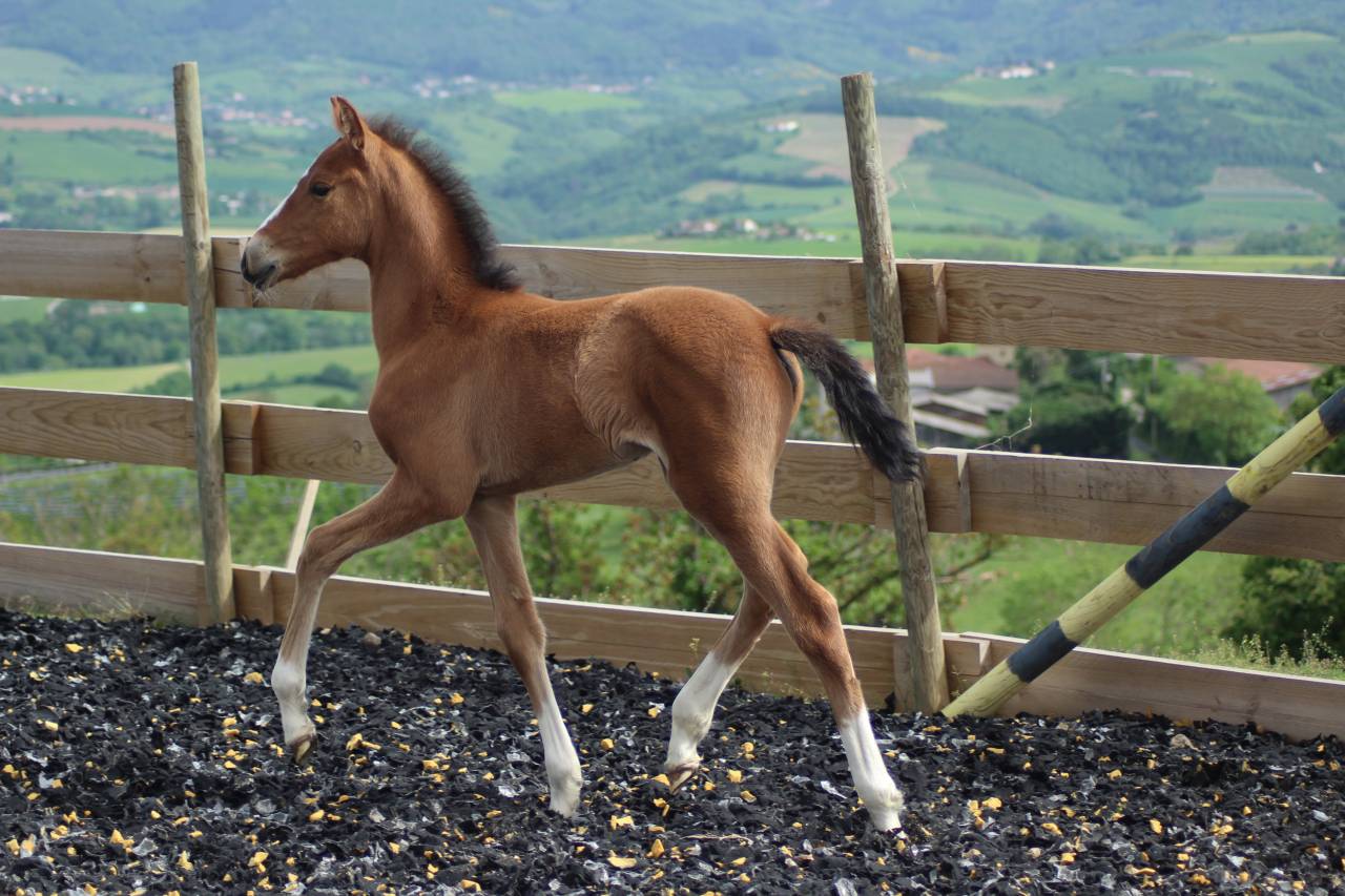 Colt PRE Pure Spanish Bred For sale 2025 Bay