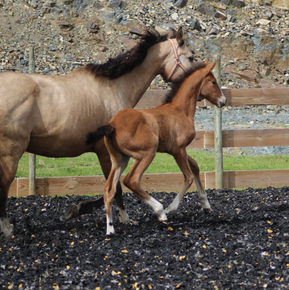 Colt PRE Pure Spanish Bred For sale 2025 Bay