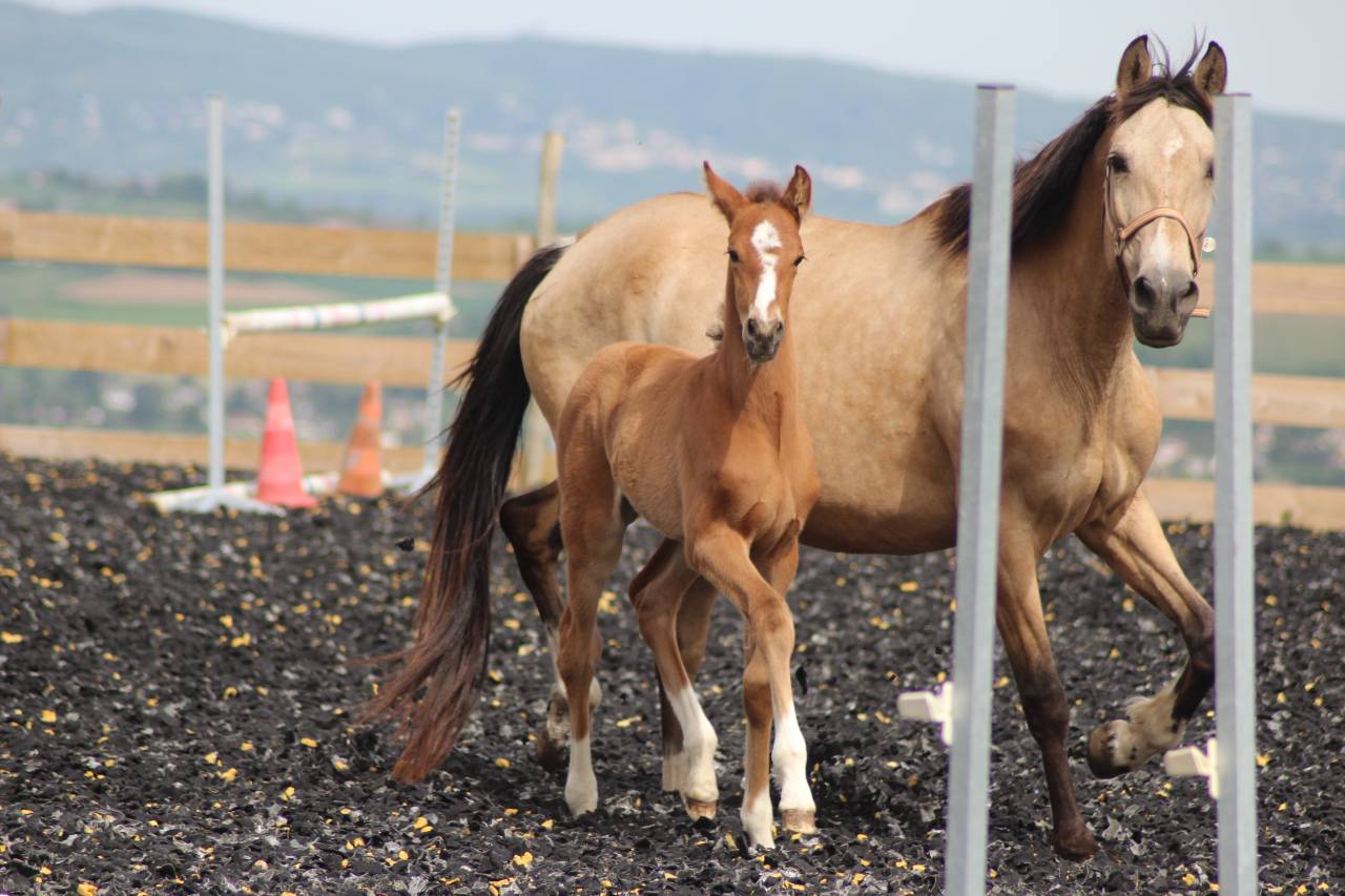 Colt PRE Pure Spanish Bred For sale 2025 Bay