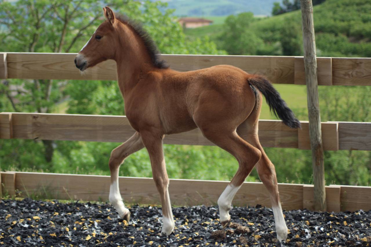Colt PRE Pure Spanish Bred For sale 2025 Bay
