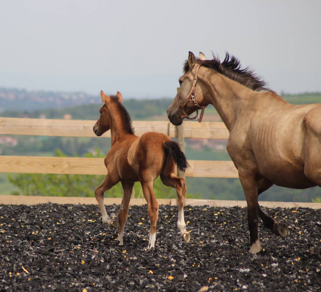 Colt PRE Pure Spanish Bred For sale 2025 Bay