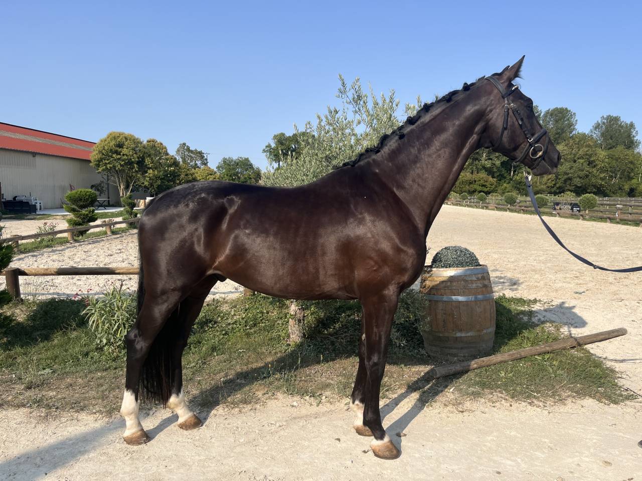 Gelding Hanoverian For sale 2022 Black
