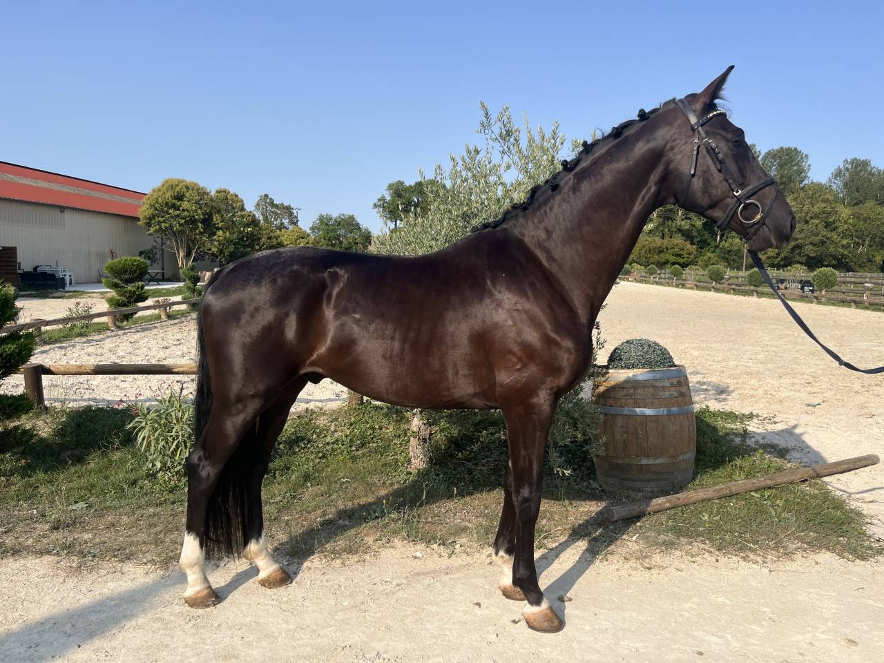 Gelding Hanoverian For sale 2022 Black