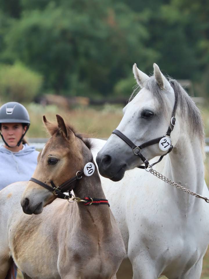 Colt Connemara For sale 2025 Grey