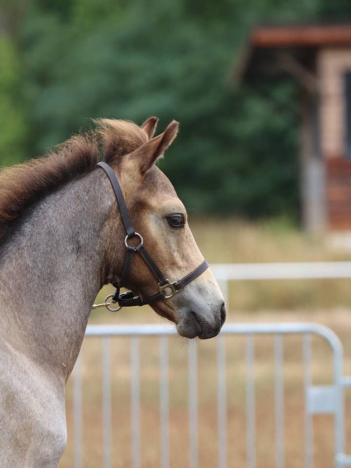 Colt Connemara For sale 2025 Grey