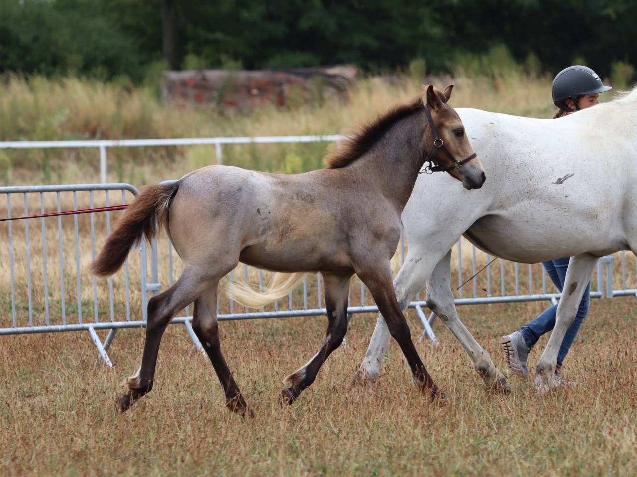 Colt Connemara For sale 2025 Grey