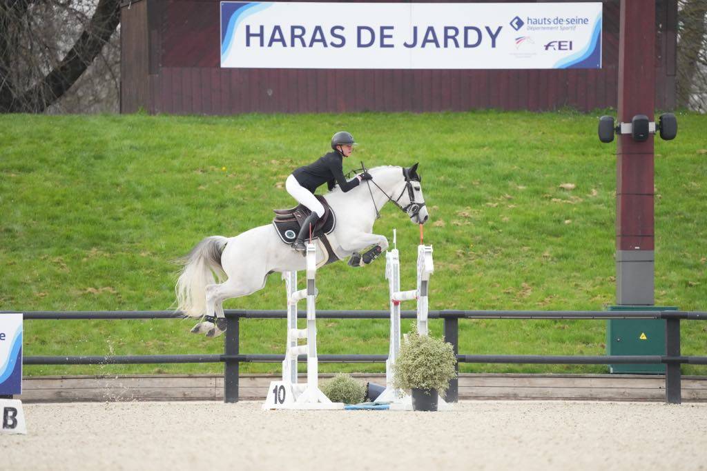 Colt Connemara For sale 2025 Grey