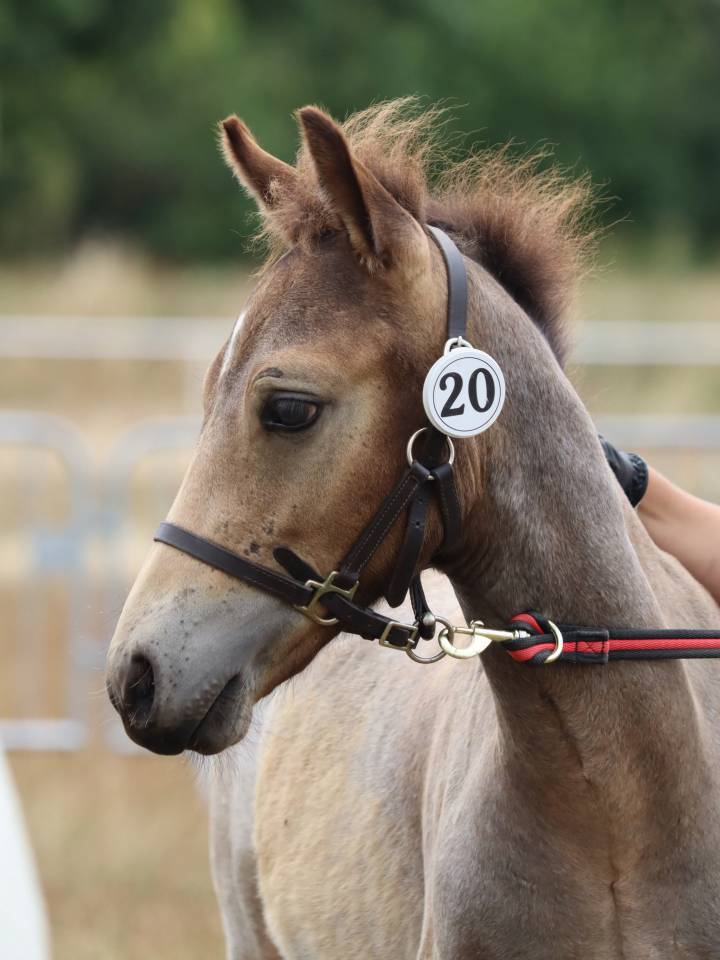 Colt Connemara For sale 2025 Grey