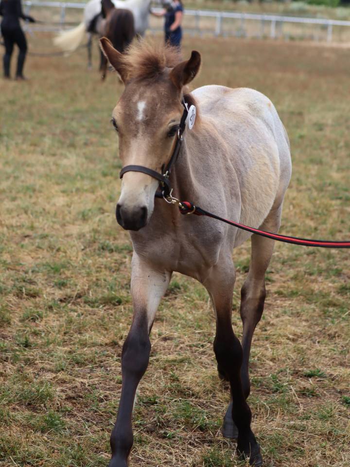 Colt Connemara For sale 2025 Grey