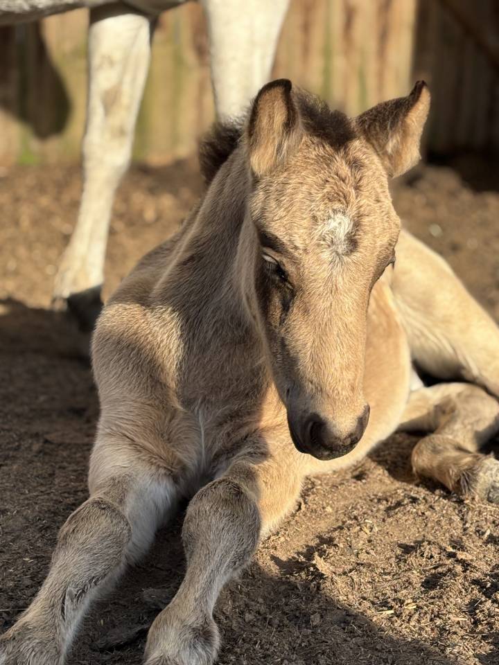 Colt Connemara For sale 2025 Grey