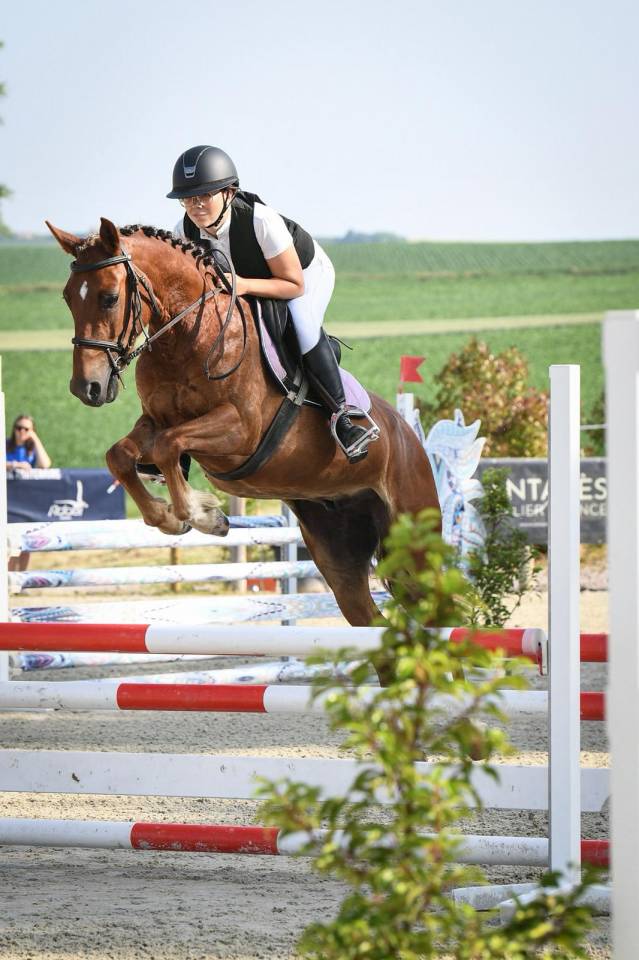 Gelding French Saddle Pony For sale 2021 Chesnut