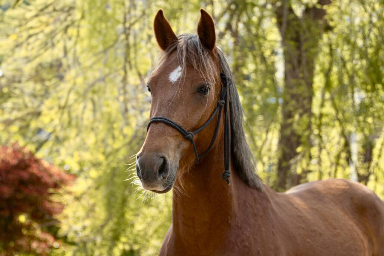 Gelding French Saddle Pony For sale 2021 Chesnut