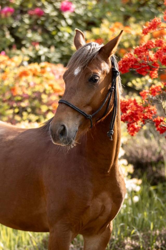 Gelding French Saddle Pony For sale 2021 Chesnut