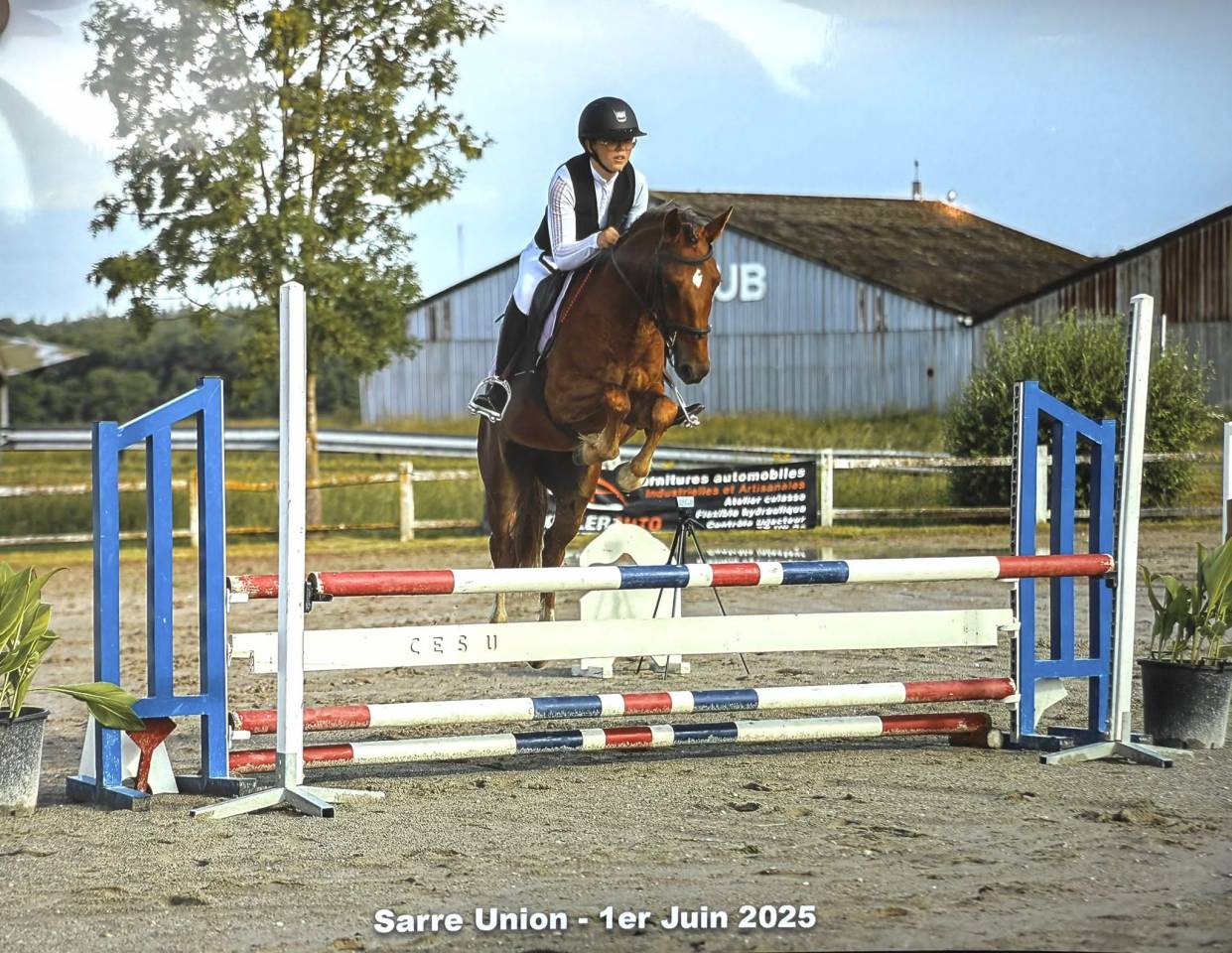 Gelding French Saddle Pony For sale 2021 Chesnut