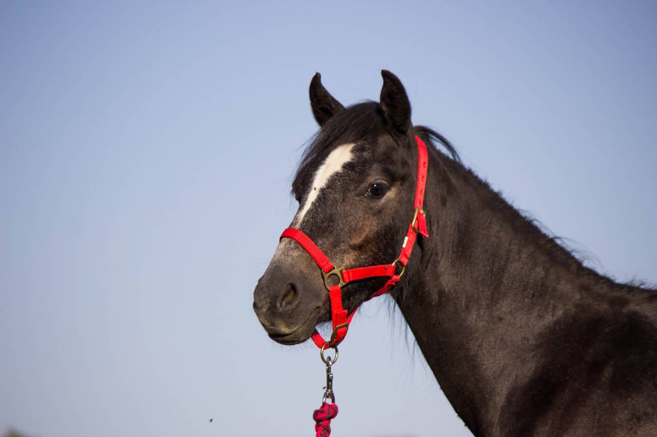Gelding Welsh Pony (Section B) For sale 2023 Grey