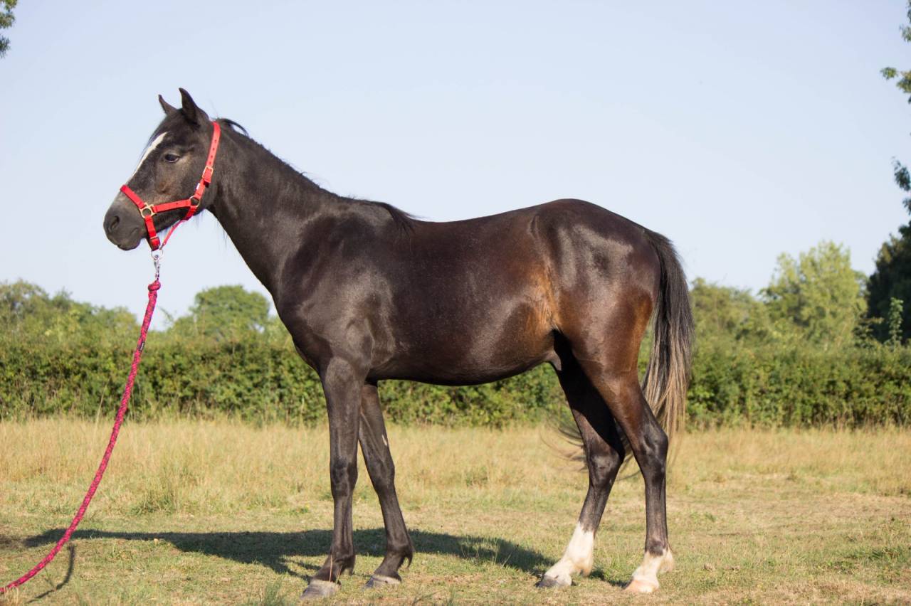 Gelding Welsh Pony (Section B) For sale 2023 Grey