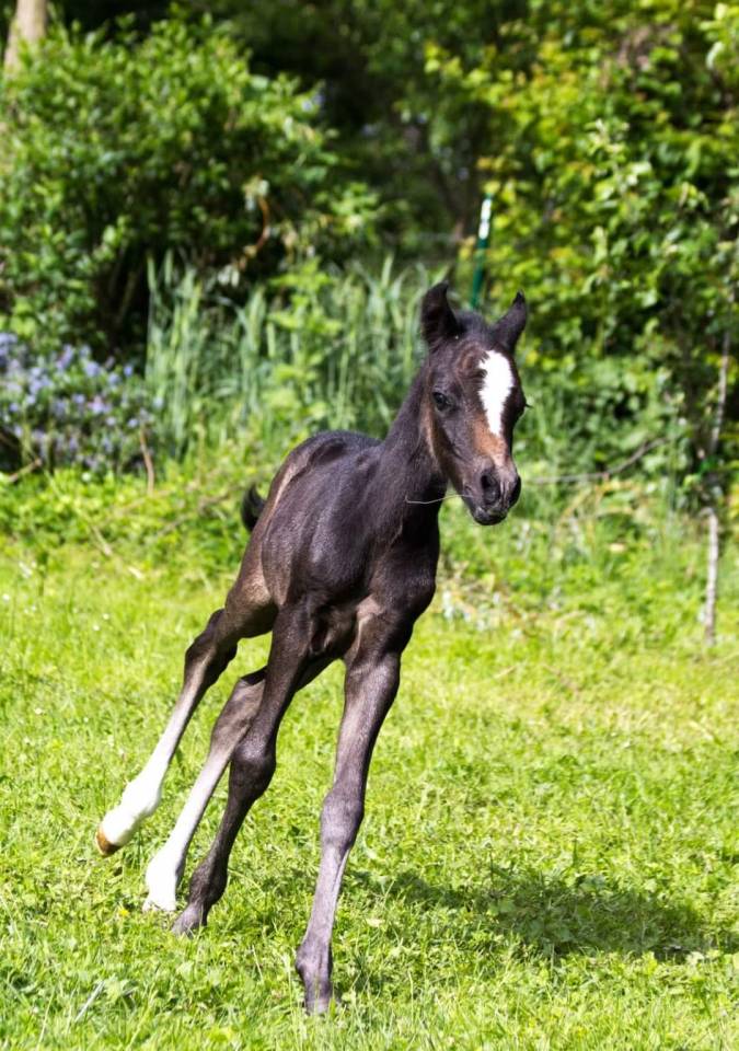 Gelding Welsh Pony (Section B) For sale 2023 Grey