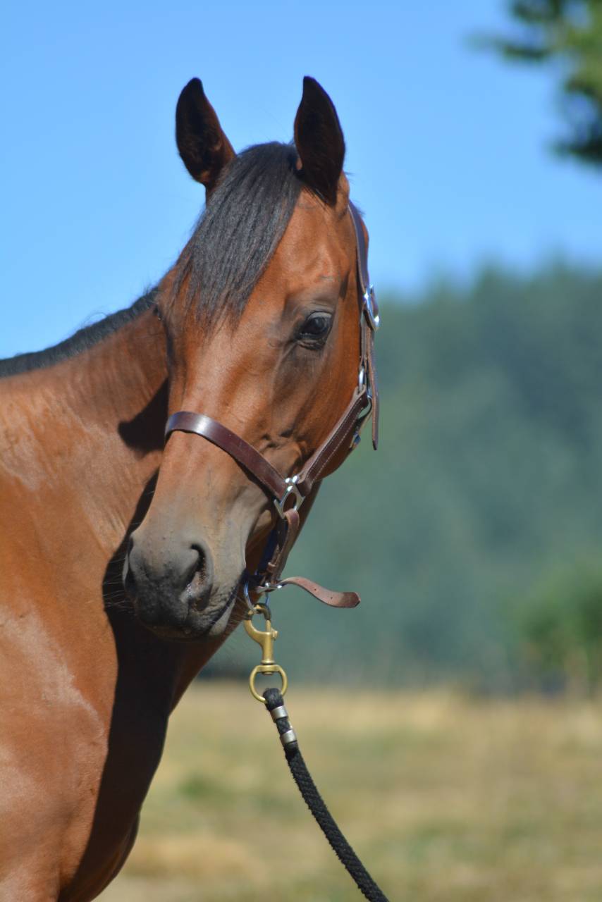 Mare English Thoroughbred For sale 2022 Bay