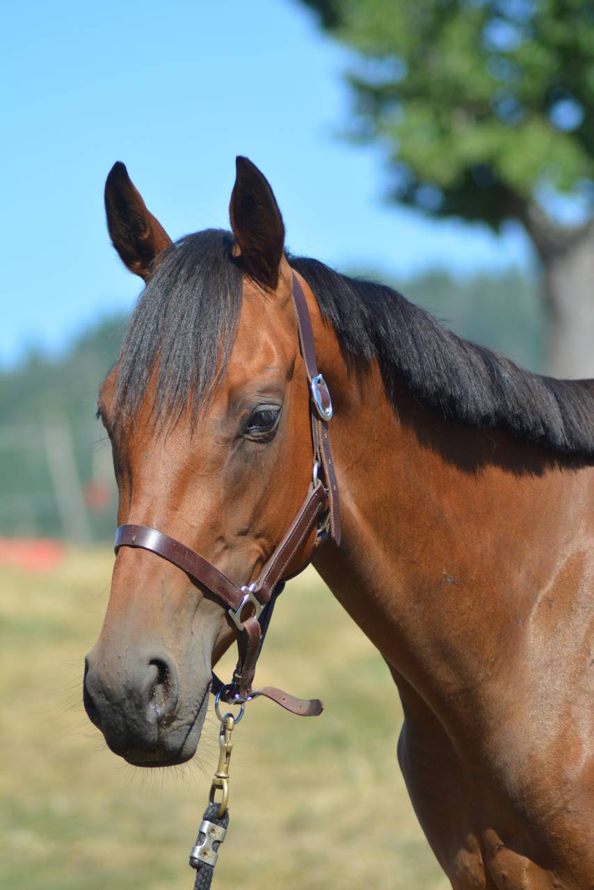 Mare English Thoroughbred For sale 2022 Bay