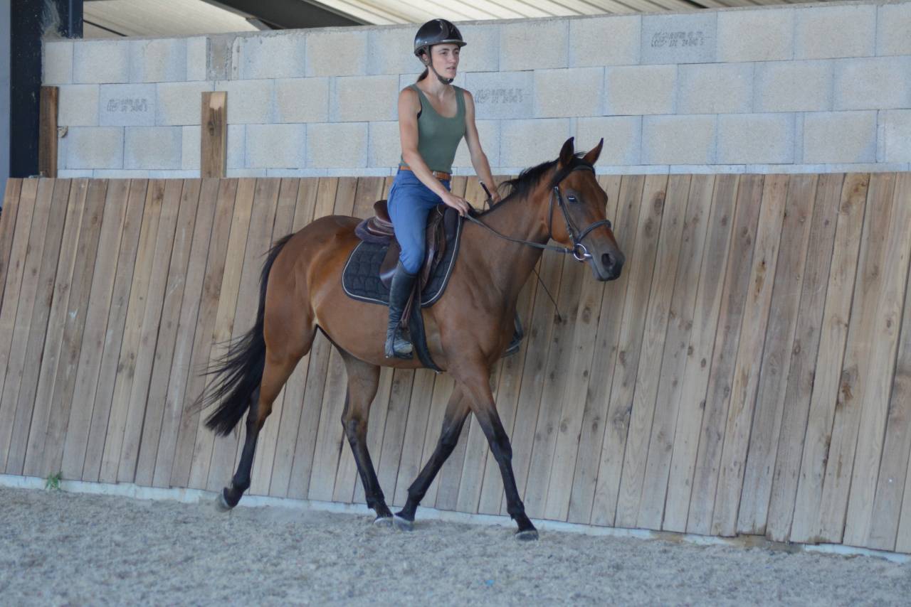 Mare English Thoroughbred For sale 2022 Bay