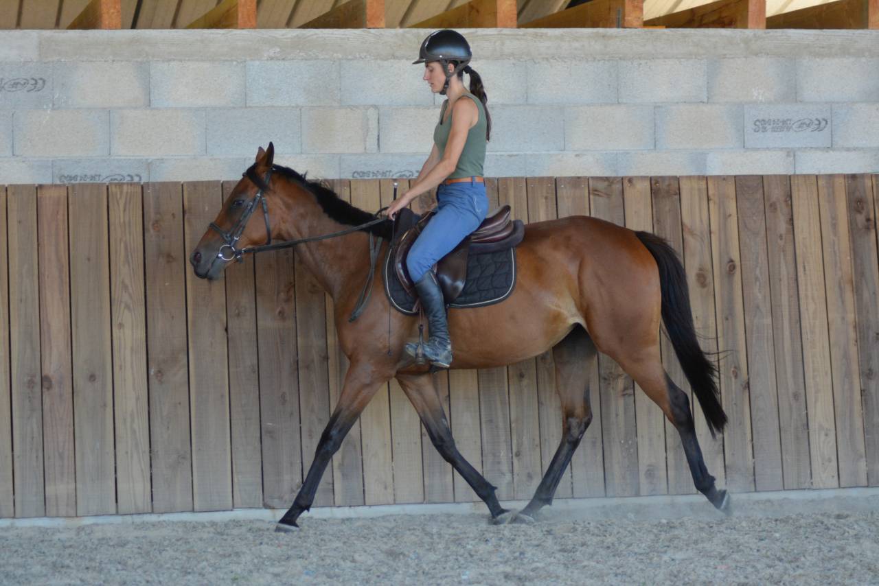 Mare English Thoroughbred For sale 2022 Bay