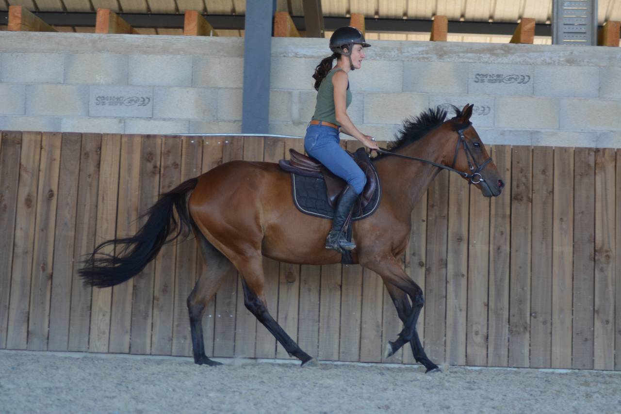 Mare English Thoroughbred For sale 2022 Bay