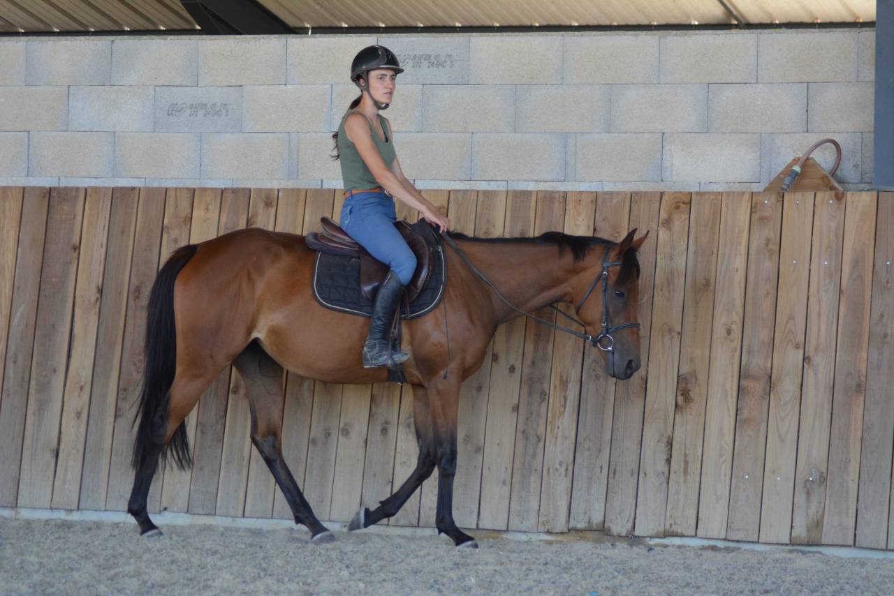 Mare English Thoroughbred For sale 2022 Bay