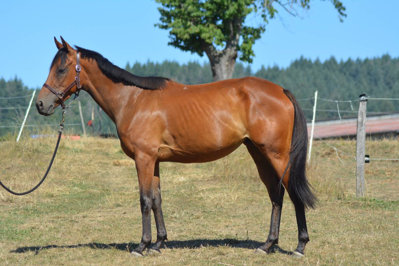 Mare English Thoroughbred For sale 2022 Bay