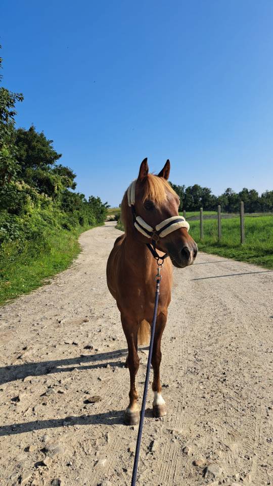 Gelding French Saddle Pony Part-Livery 2018 Chesnut