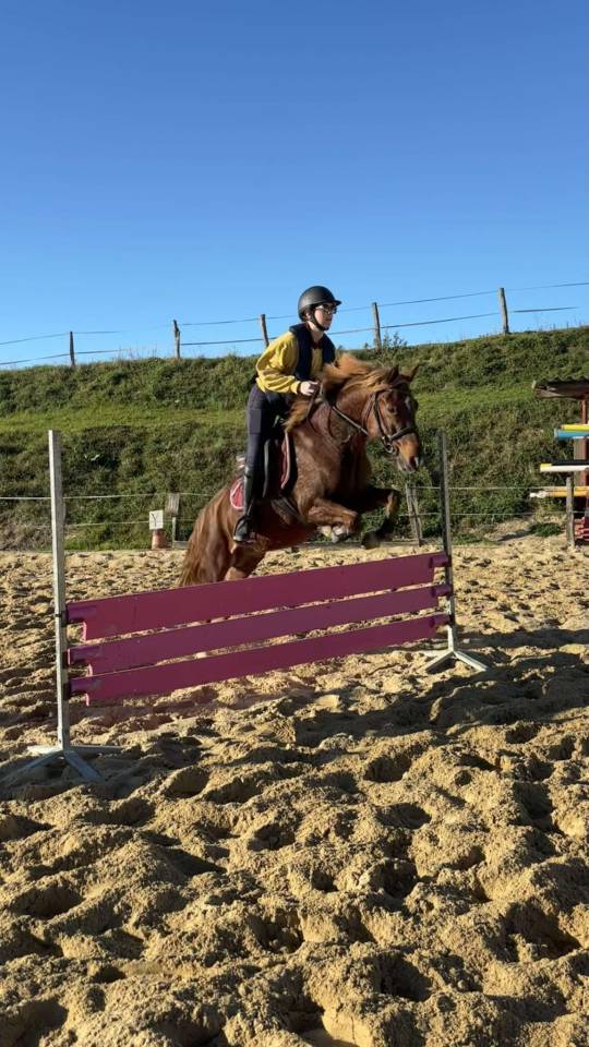 Gelding French Saddle Pony Part-Livery 2018 Chesnut