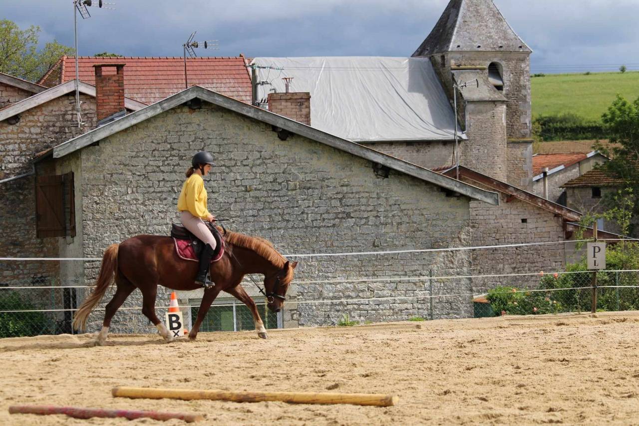 Gelding French Saddle Pony Part-Livery 2018 Chesnut