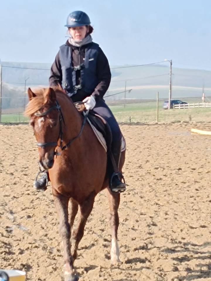 Gelding French Saddle Pony Part-Livery 2018 Chesnut