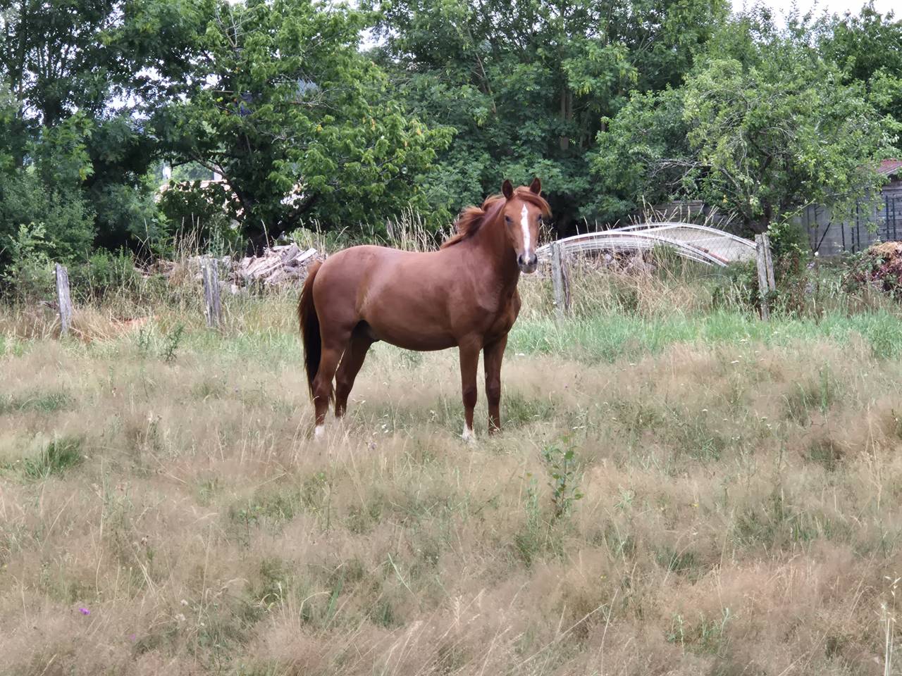 Gelding French Saddle Pony For sale 2023 Chesnut
