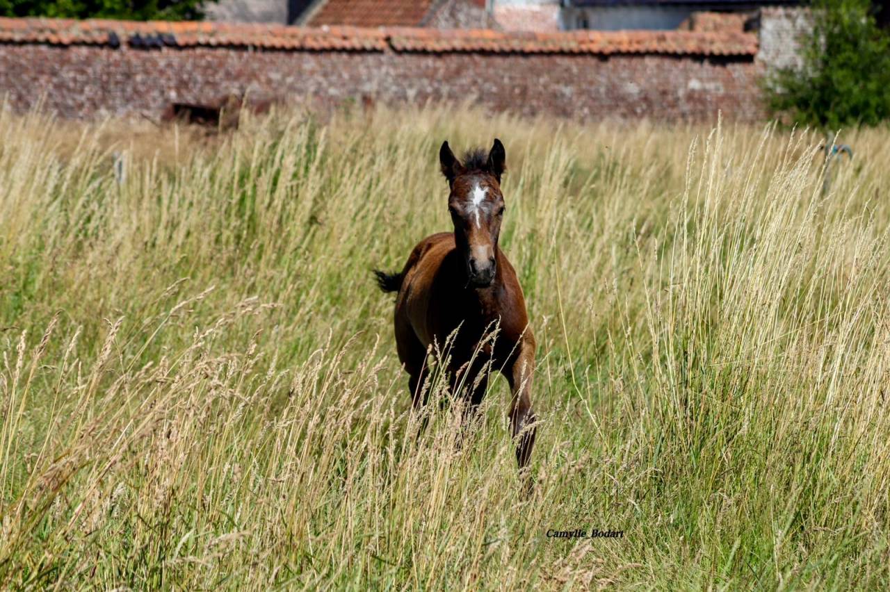 Colt Other Pony Breed For sale 2025 Grey