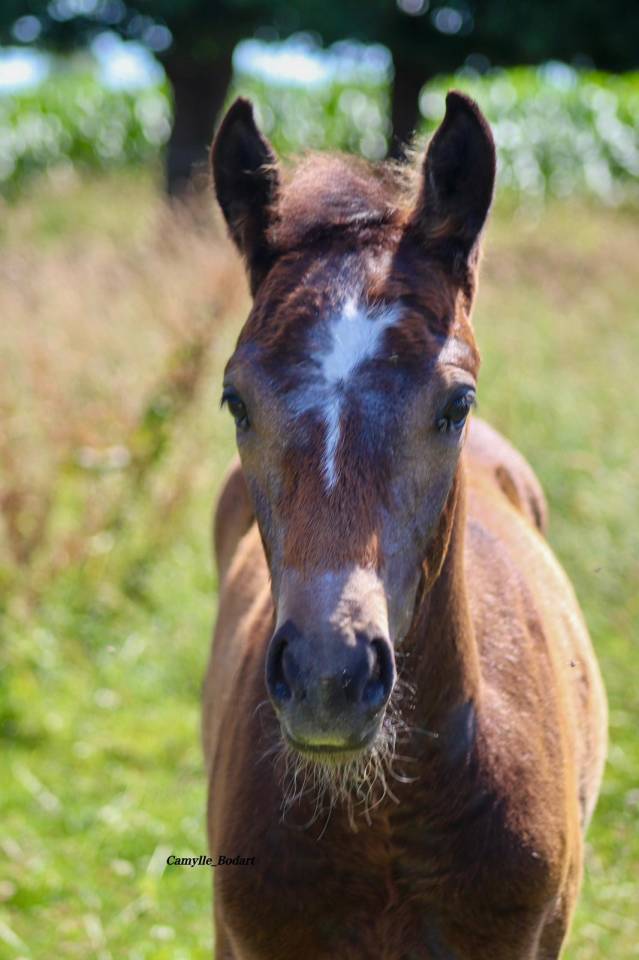 Colt Other Pony Breed For sale 2025 Grey
