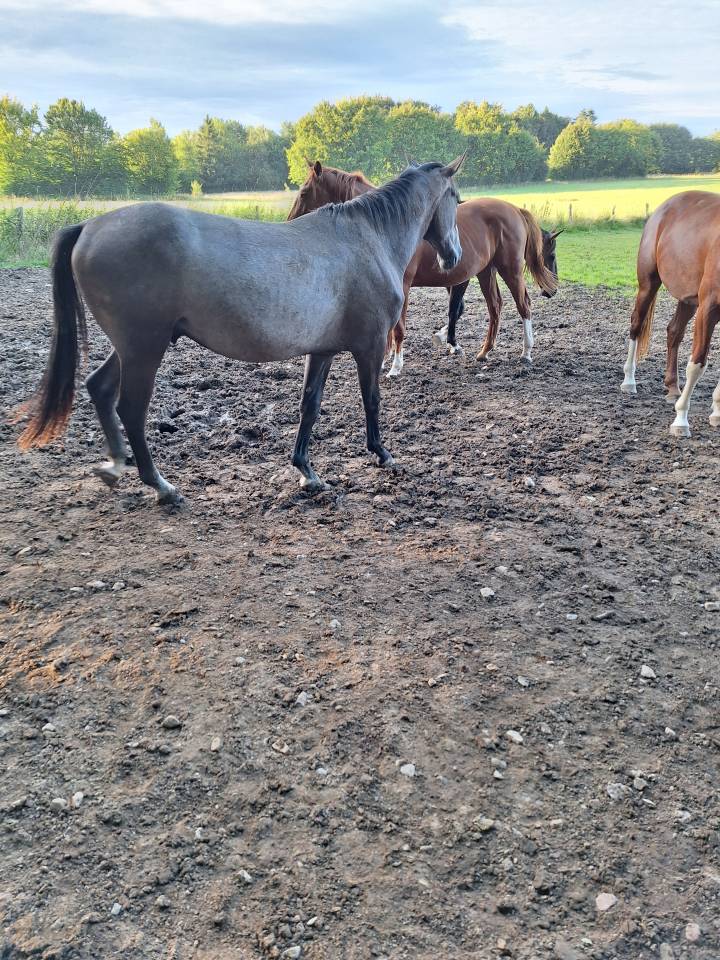Gelding BWP Belgian Warmblood For sale 2023 Grey