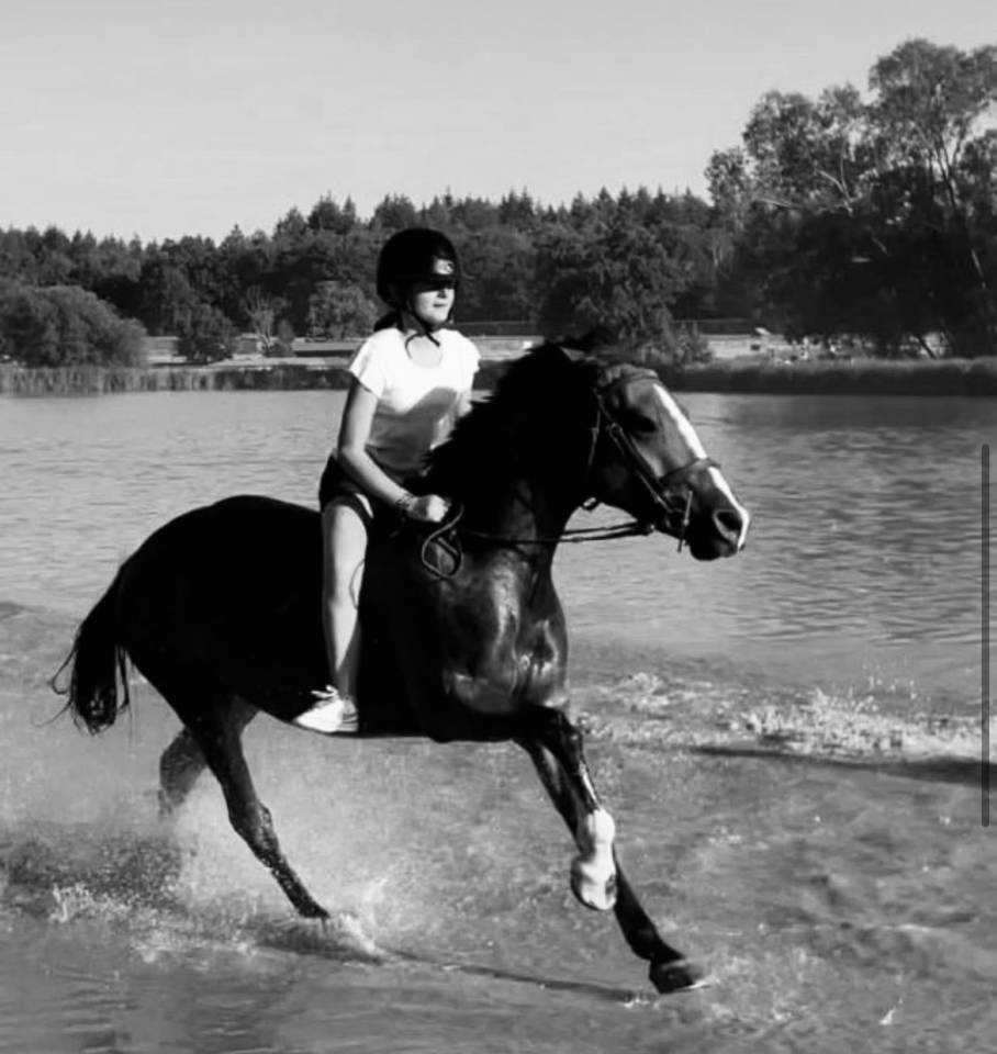 Mare Pottok  For sale 2012 Bay