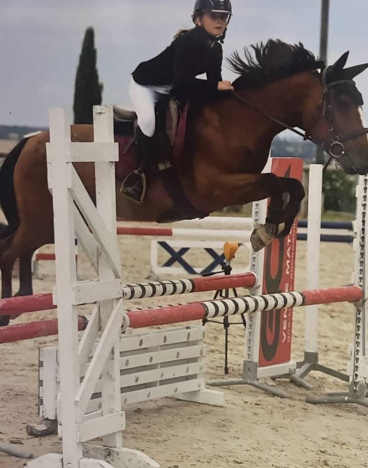 Mare Pottok  For sale 2012 Bay