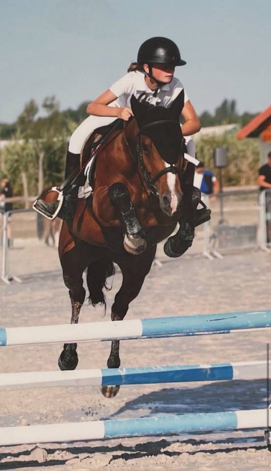 Mare Pottok  For sale 2012 Bay