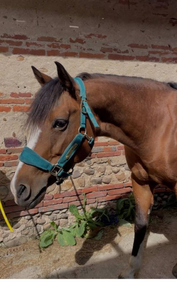 Mare Pottok  For sale 2012 Bay