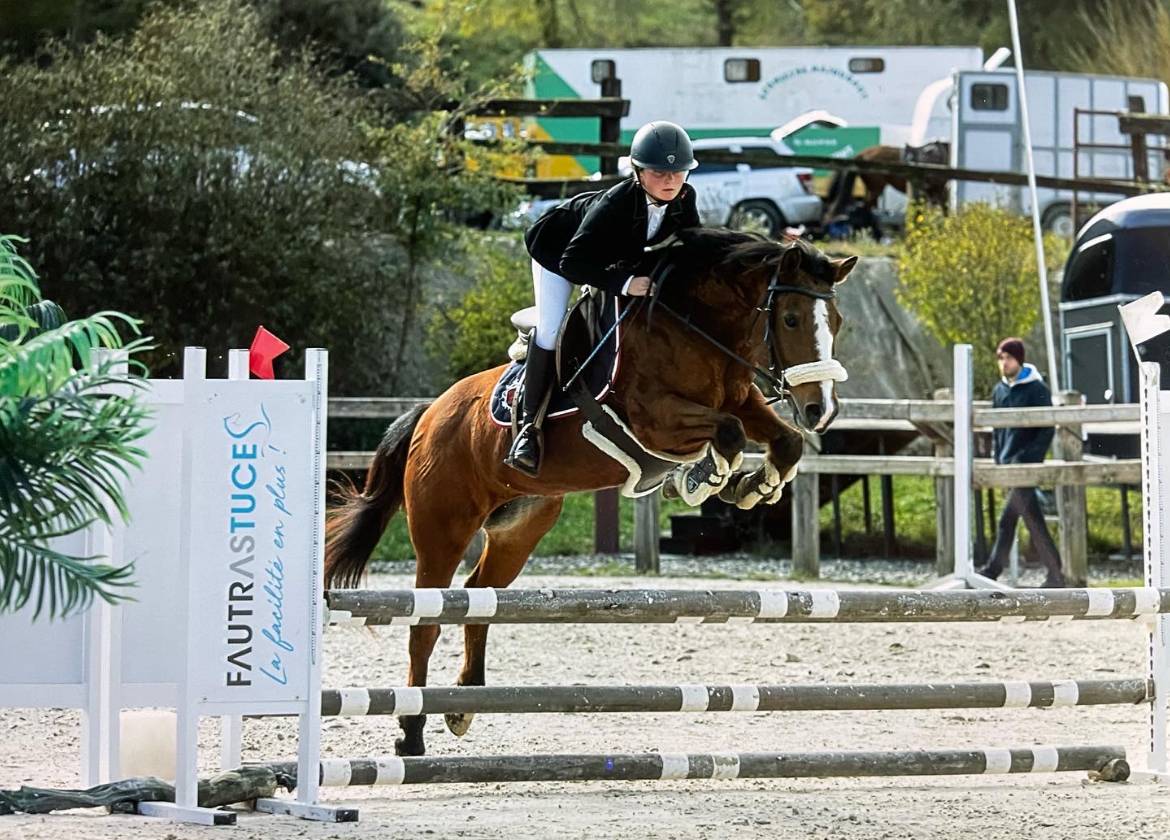 Mare Pottok  For sale 2012 Bay