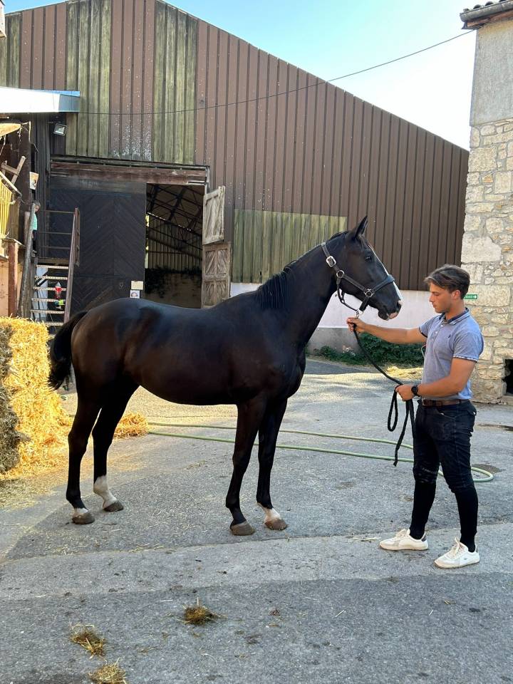 Gelding Selle Français For sale 2022 Black