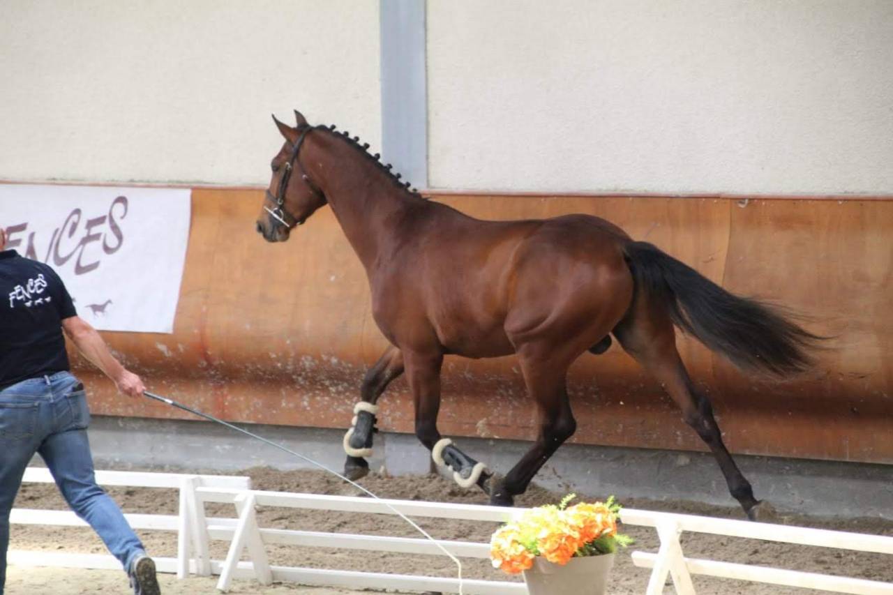 Gelding Selle Français For sale 2022 Black