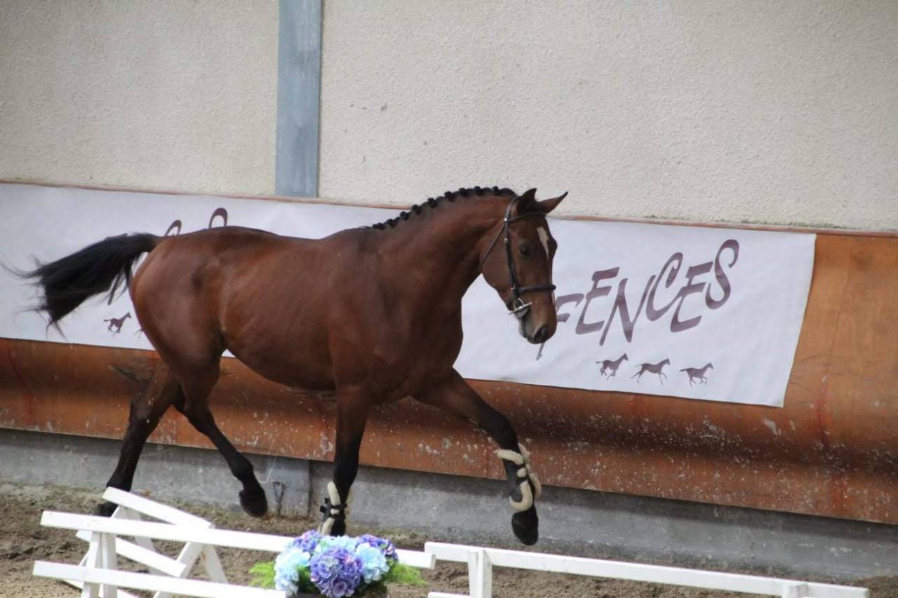 Gelding Selle Français For sale 2022 Black