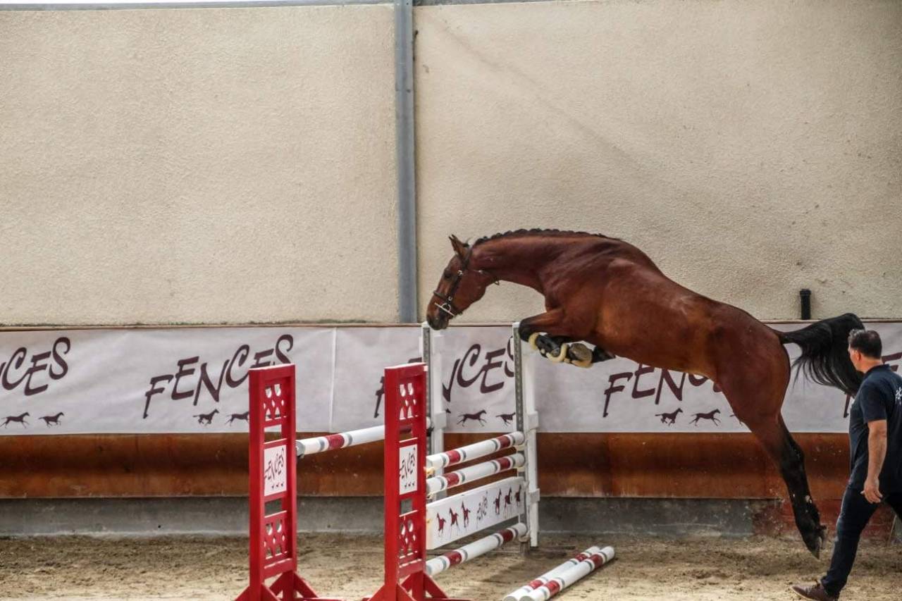 Gelding Selle Français For sale 2022 Black