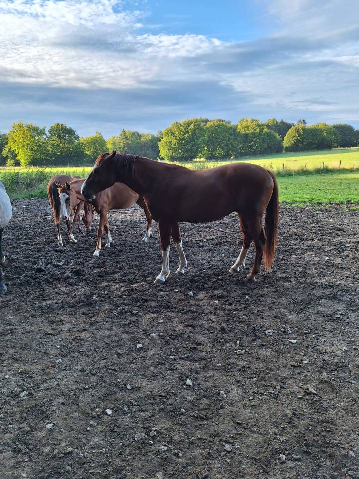 Gelding Warmblood For sale 2023 Chesnut