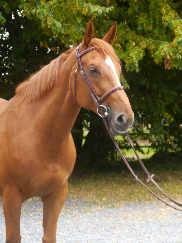 Mare Selle Français For sale 2017 Chesnut