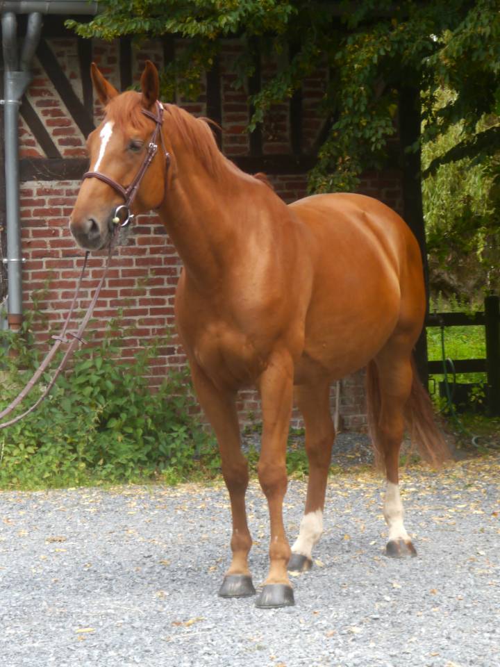 Mare Selle Français For sale 2017 Chesnut