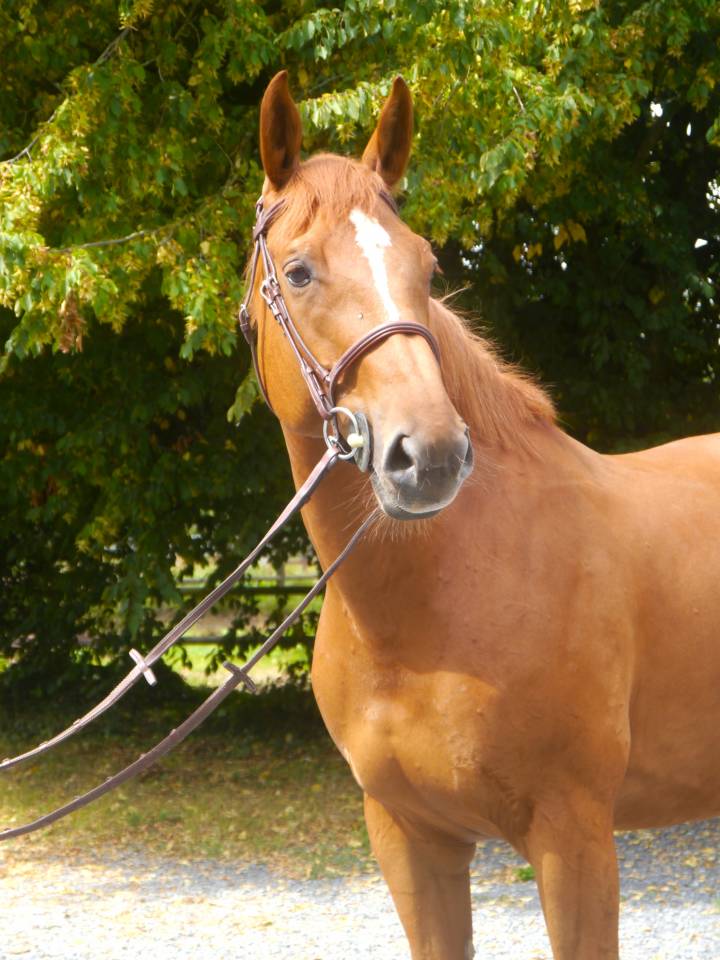 Mare Selle Français For sale 2017 Chesnut