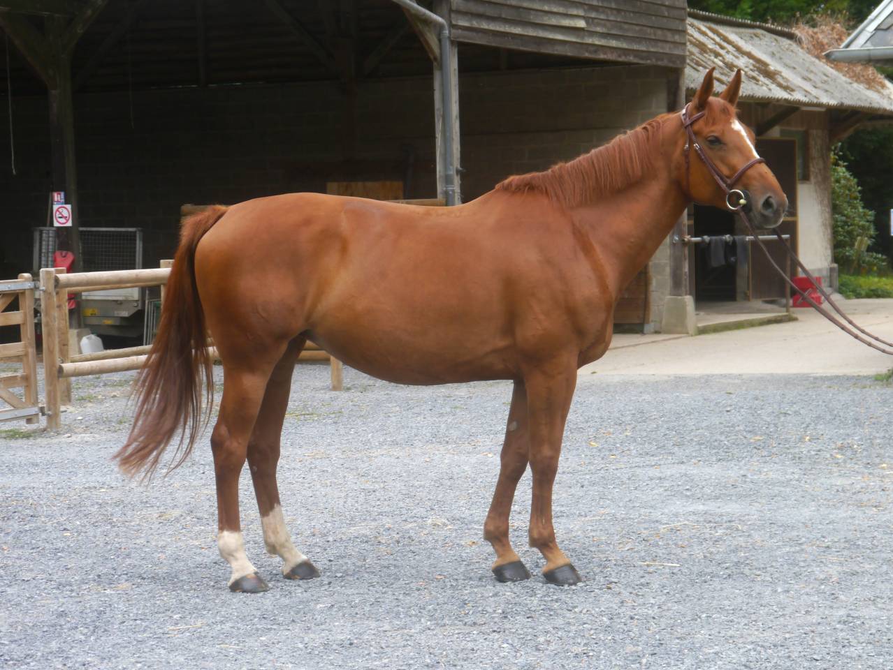 Mare Selle Français For sale 2017 Chesnut